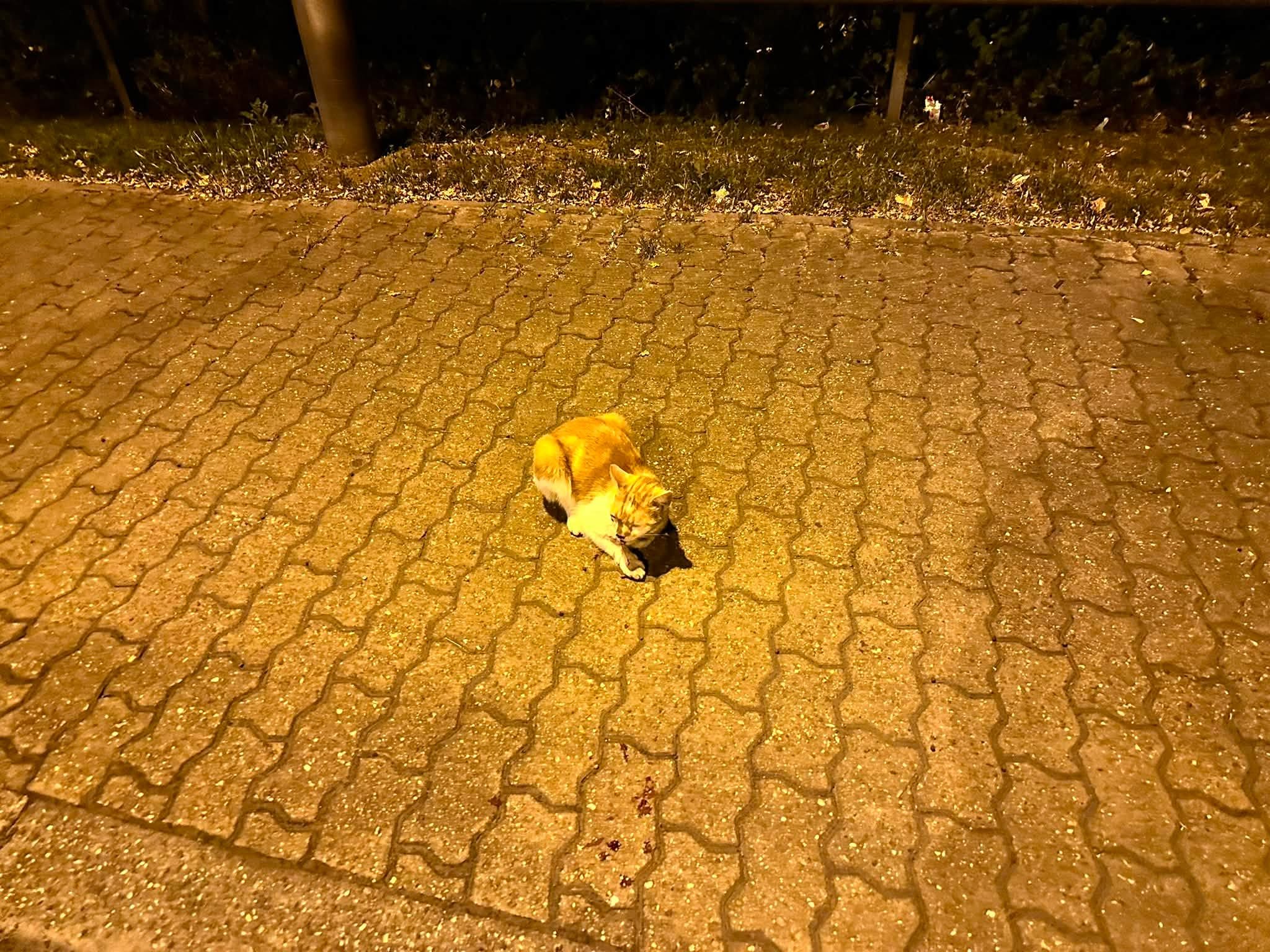 Freigegebenes Einsatzfoto